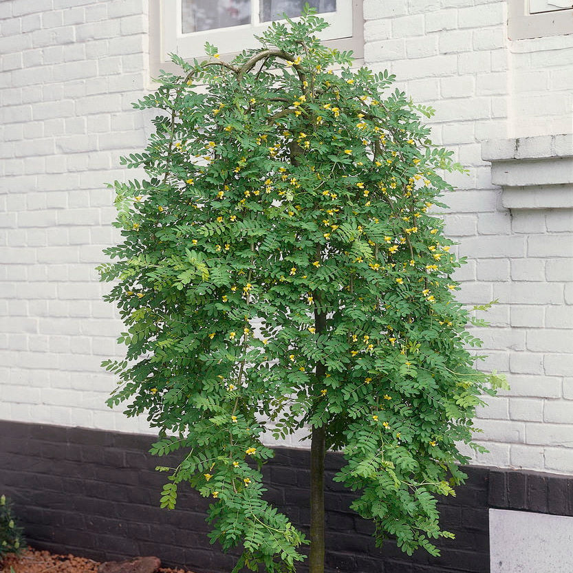Peashrub 'Weeping'