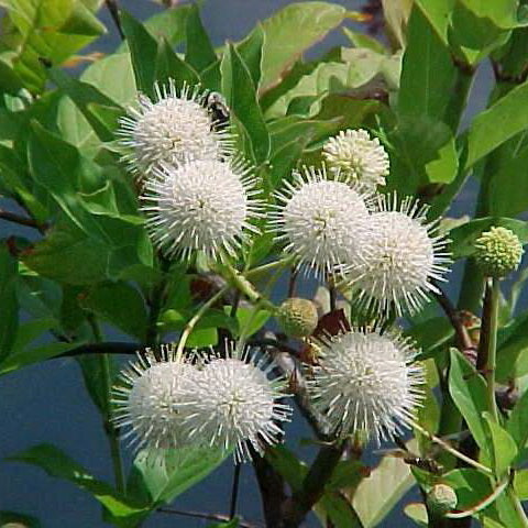 Buttonbush