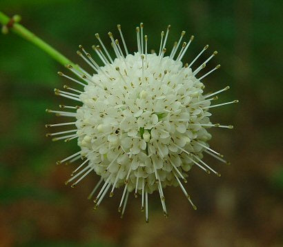 Buttonbush