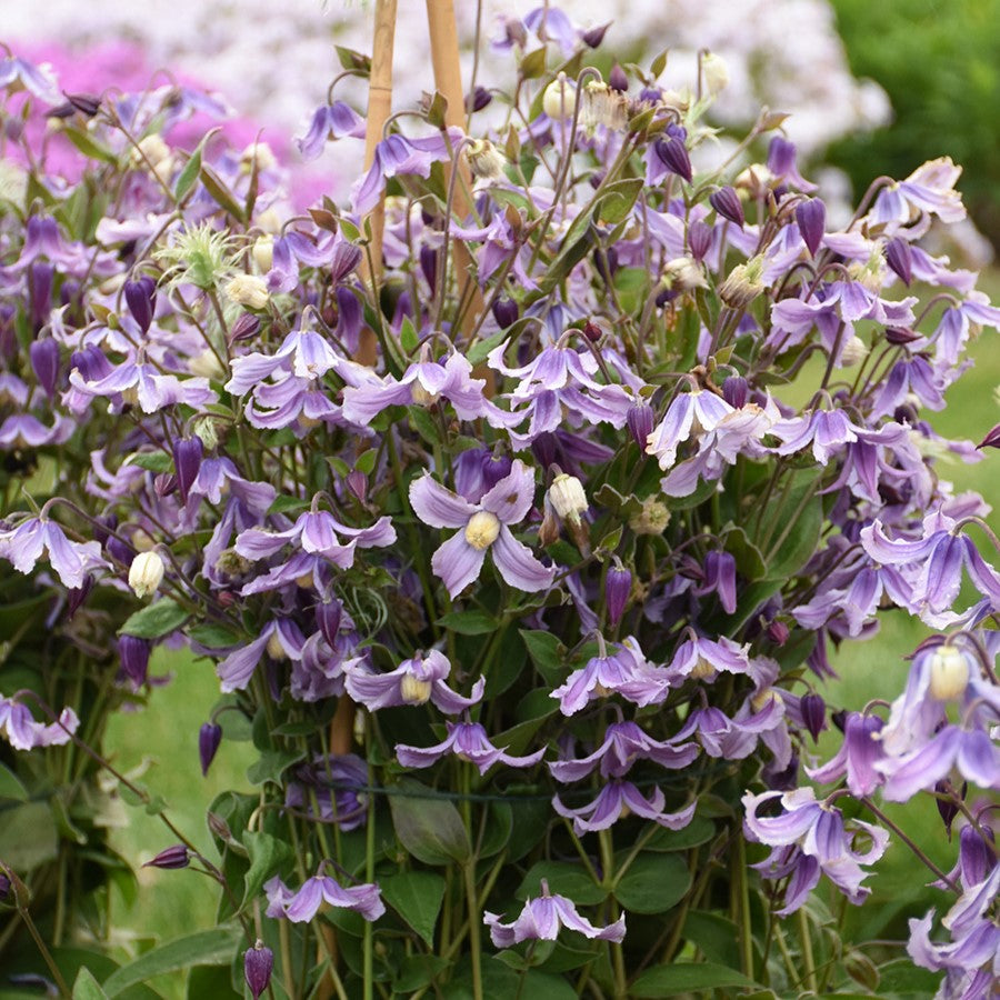 Clematis 'Stand By Me'