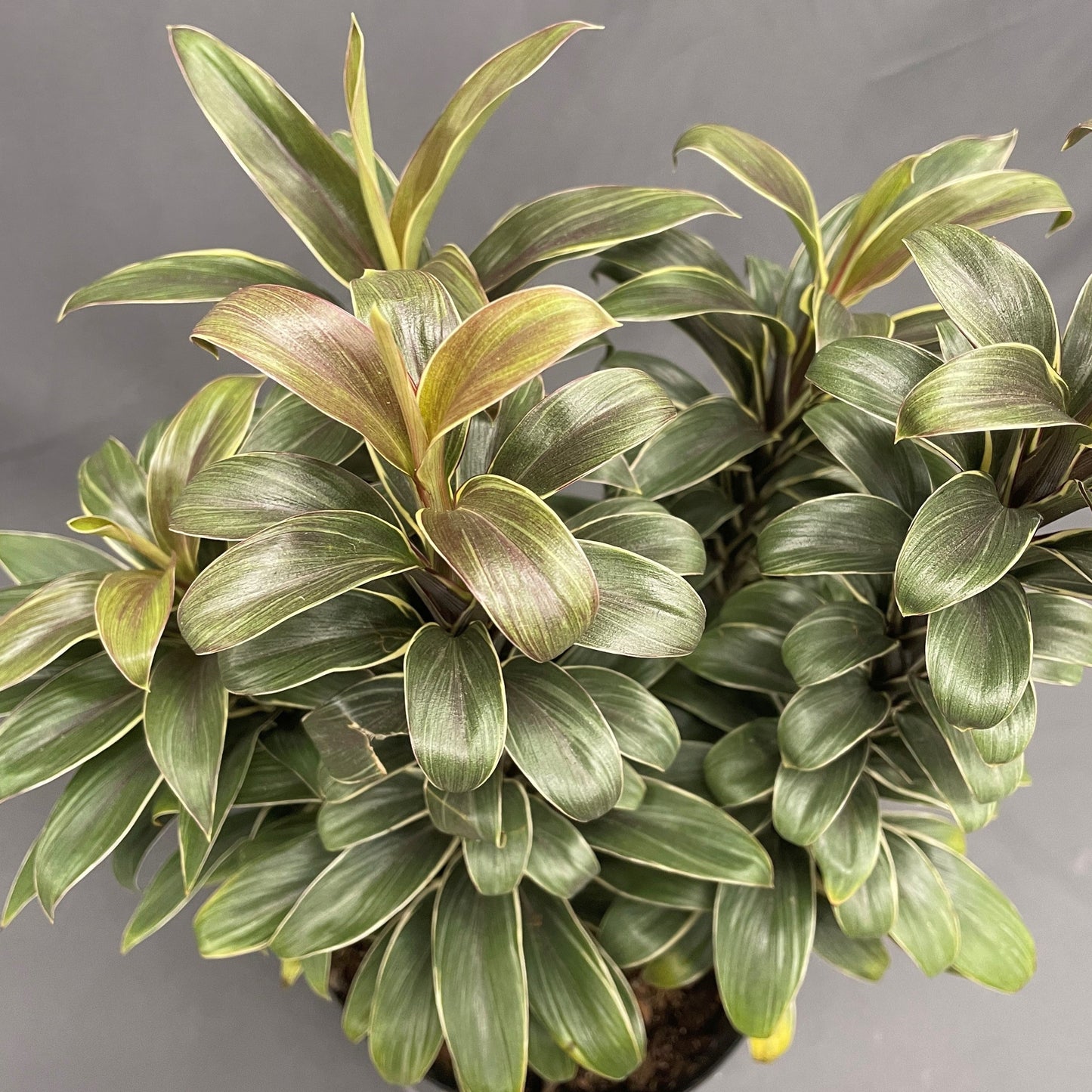 Cordyline Andrea 10" Pot