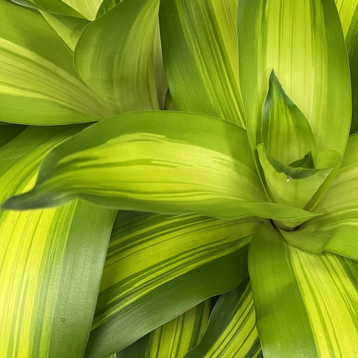 Corn Plant 3'2'1' - 10" Pot