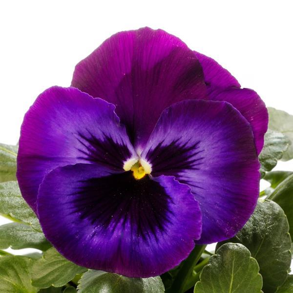 Pansy