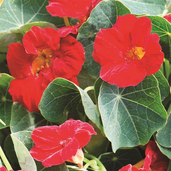 Nasturtium