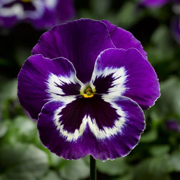 Pansy