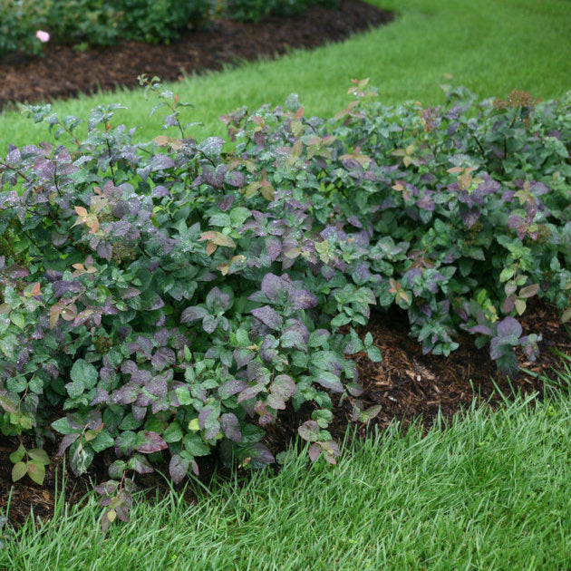 Spirea 'Double Play® Blue Kazoo®'
