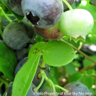 Blueberry Duke (Highbush Blueberry)