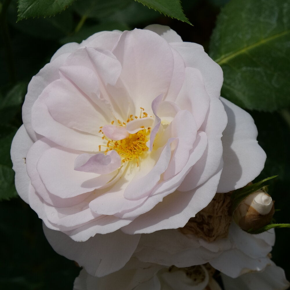 Rose 'Flavorette® Pear'd'