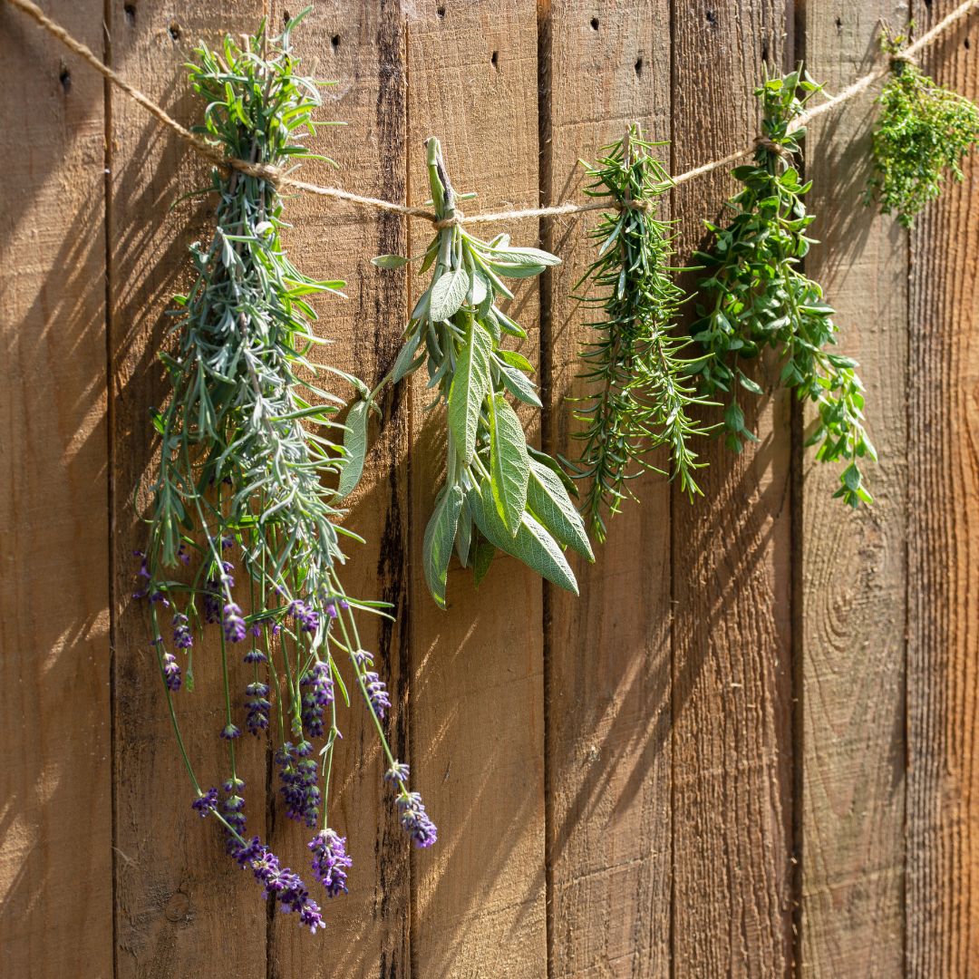 Herbs Air Drying Herbs Air Drying on a string against a wooden fence