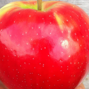 Apple Honeycrisp Royal Red 3gal Whip