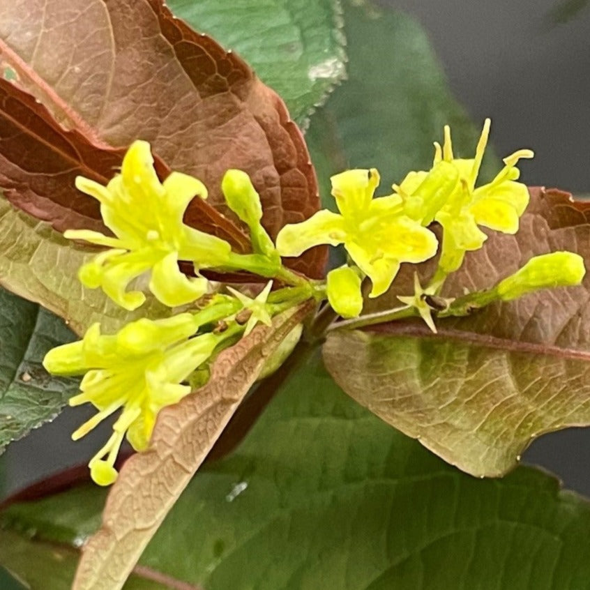 Honeysuckle Bush Nightglow 2gal