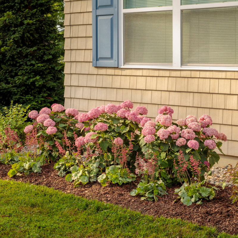 Hydrangea 'Incrediball Blush'