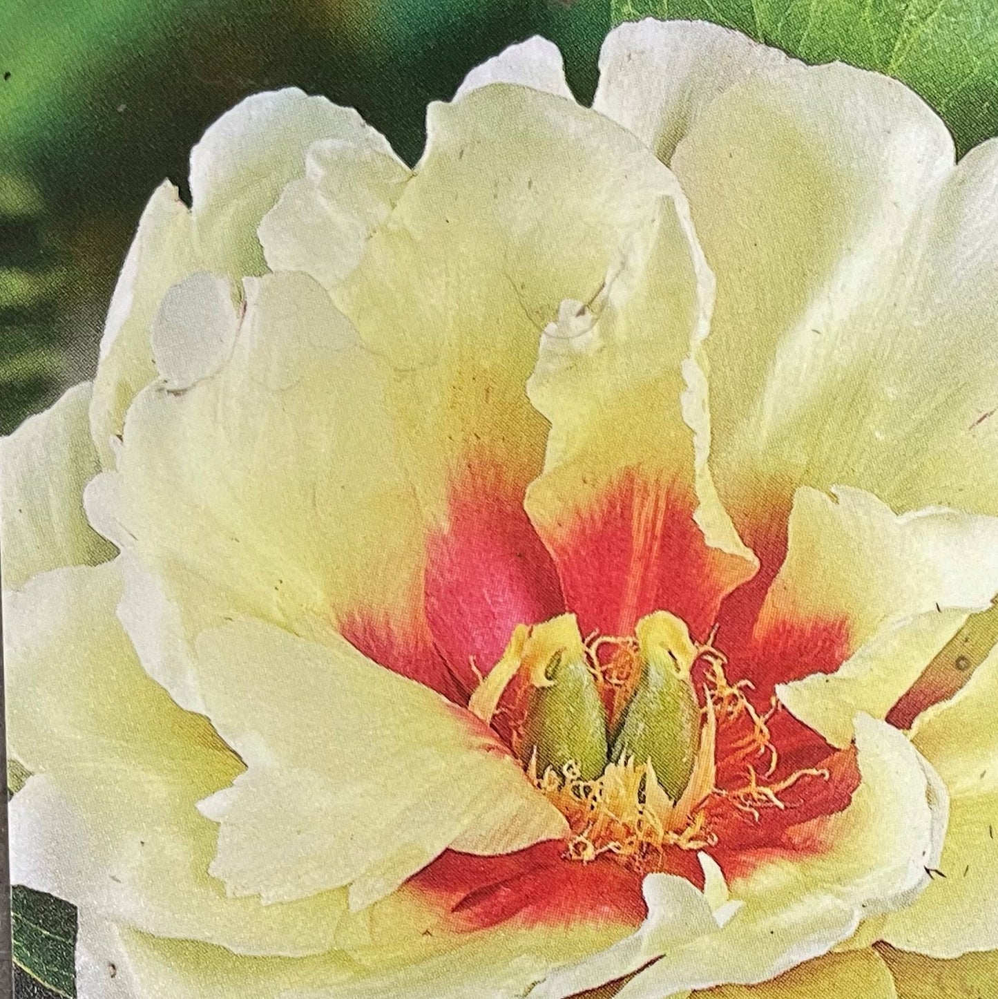 Peony Itoh Callie's Memory 1 gallon