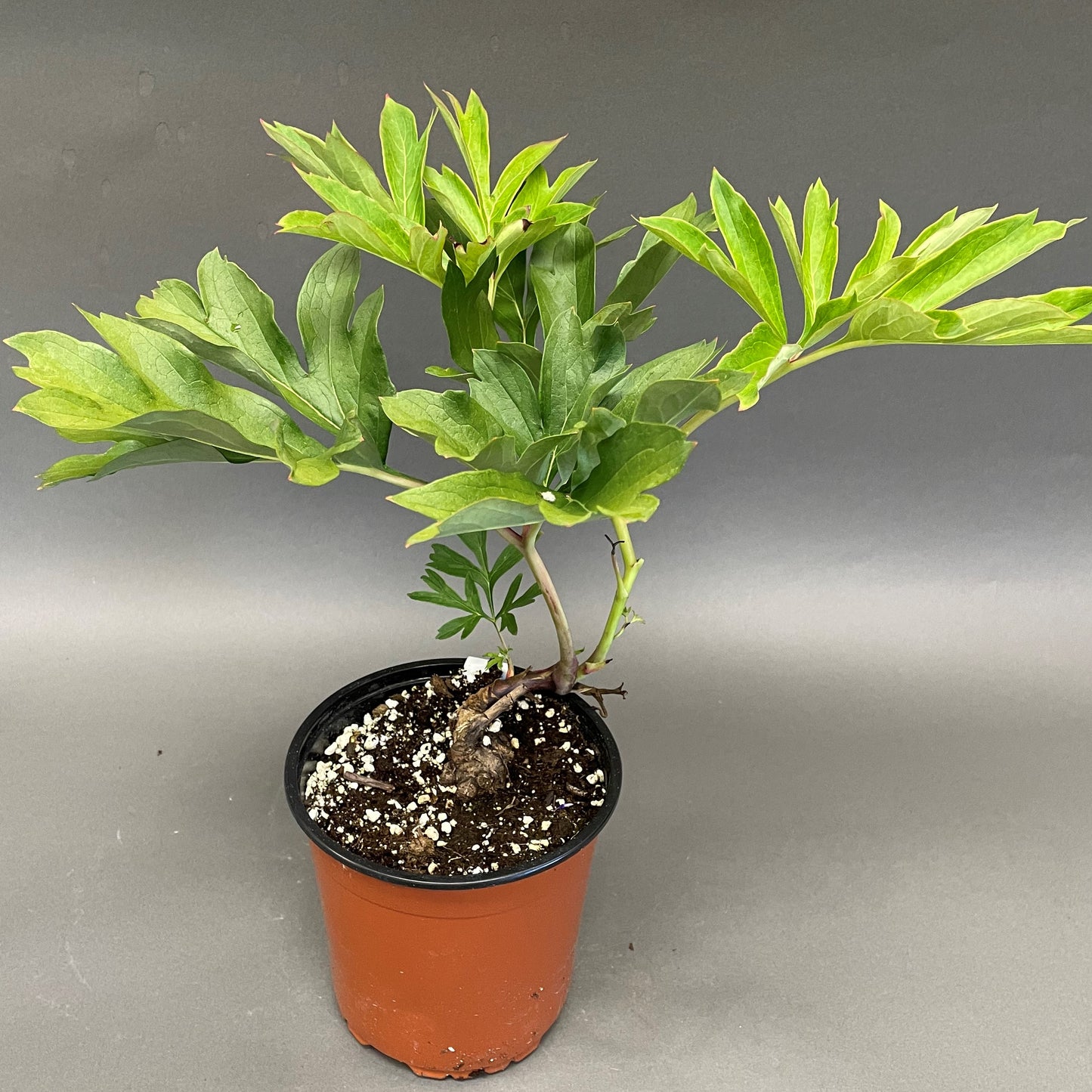 Peony Itoh Callie's Memory 1 gallon