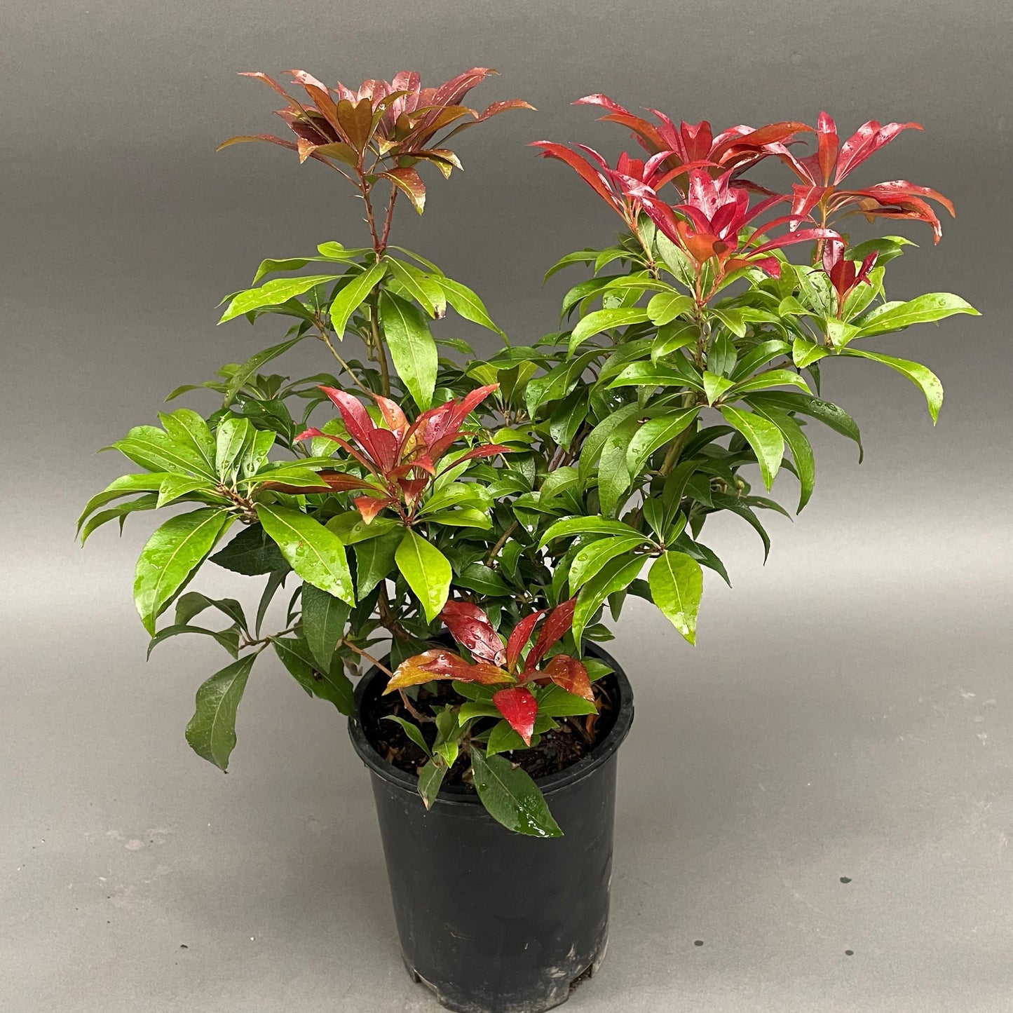 Pieris Katsura 1gal