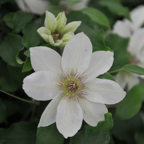 Clematis 'Kitty'