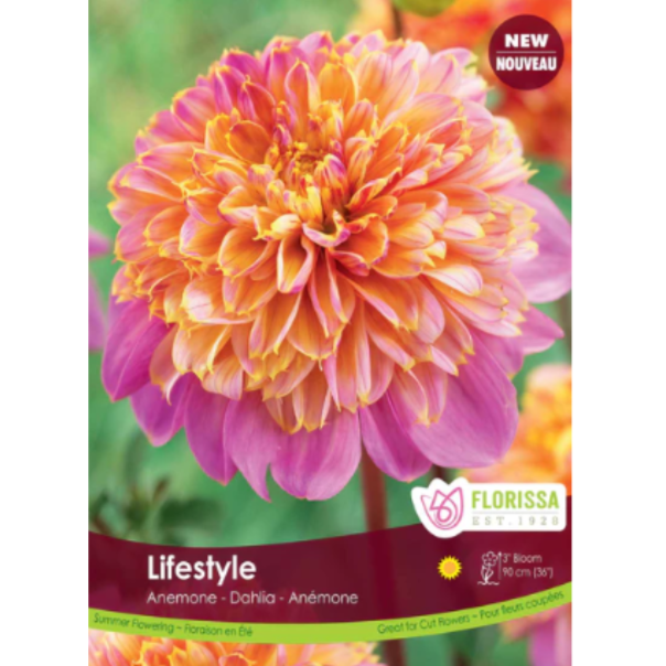 Bulbs Dahlia Novelty Anemone Lifestyle 1/Pkg.