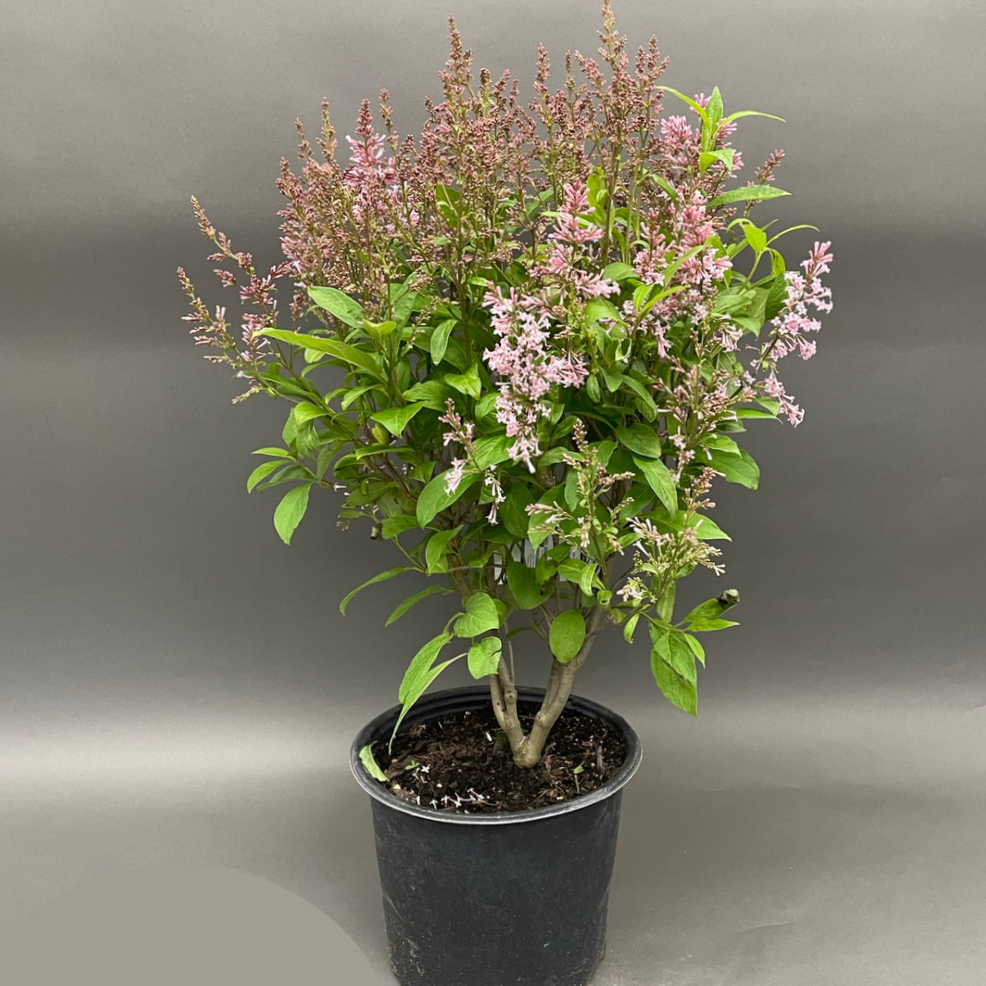Lilac 'James Macfarlane'