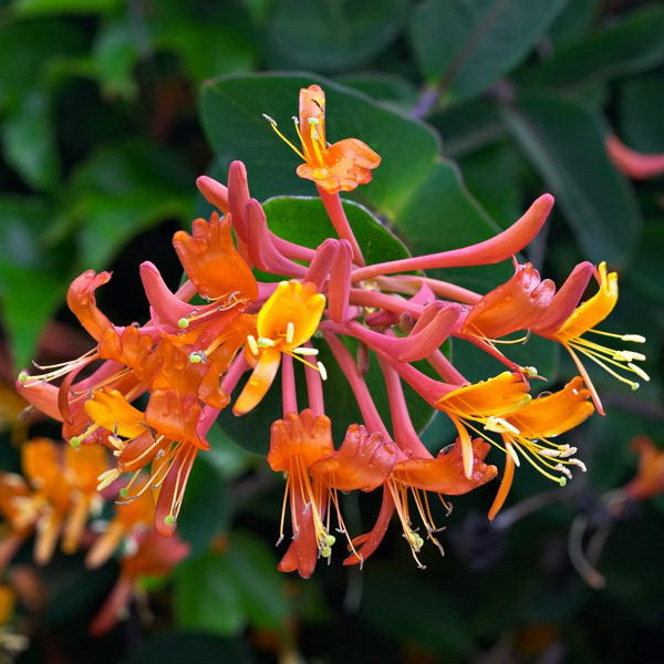 Honeysuckle 'Mandarin'