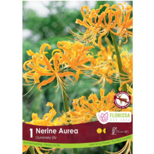 Bulbs Gurensey Lily Nerine Aurea 1/Pkg.