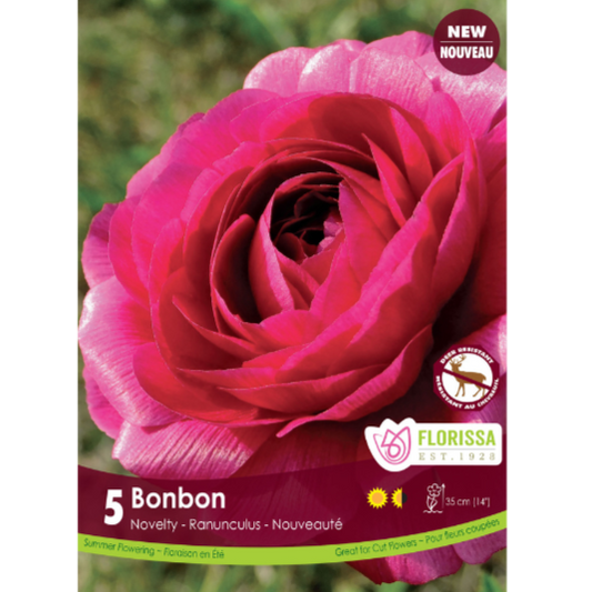 Ranunculus Amandine Bonbon 5/pkg