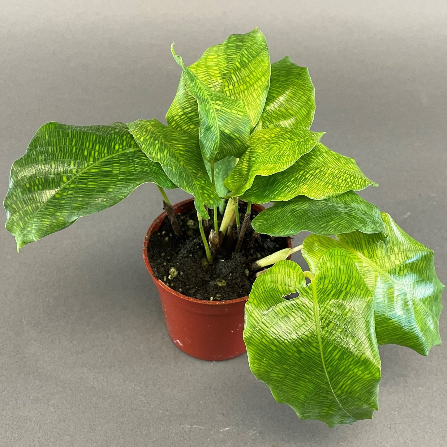 Calathea 'Network'
