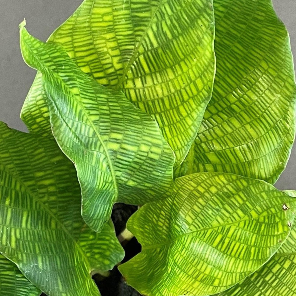 Calathea 'Network'
