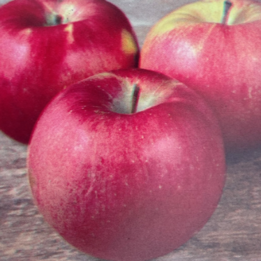 Apple Northern Spy 150cm