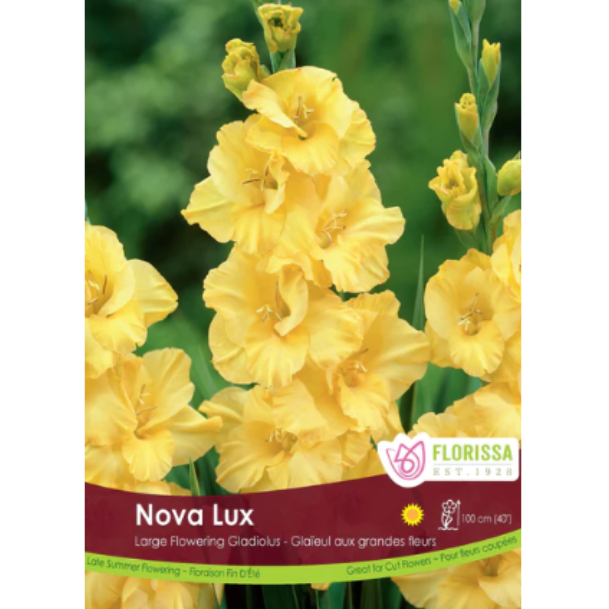 Bulbs Gladiolus Nova Lux 8/Pkg.