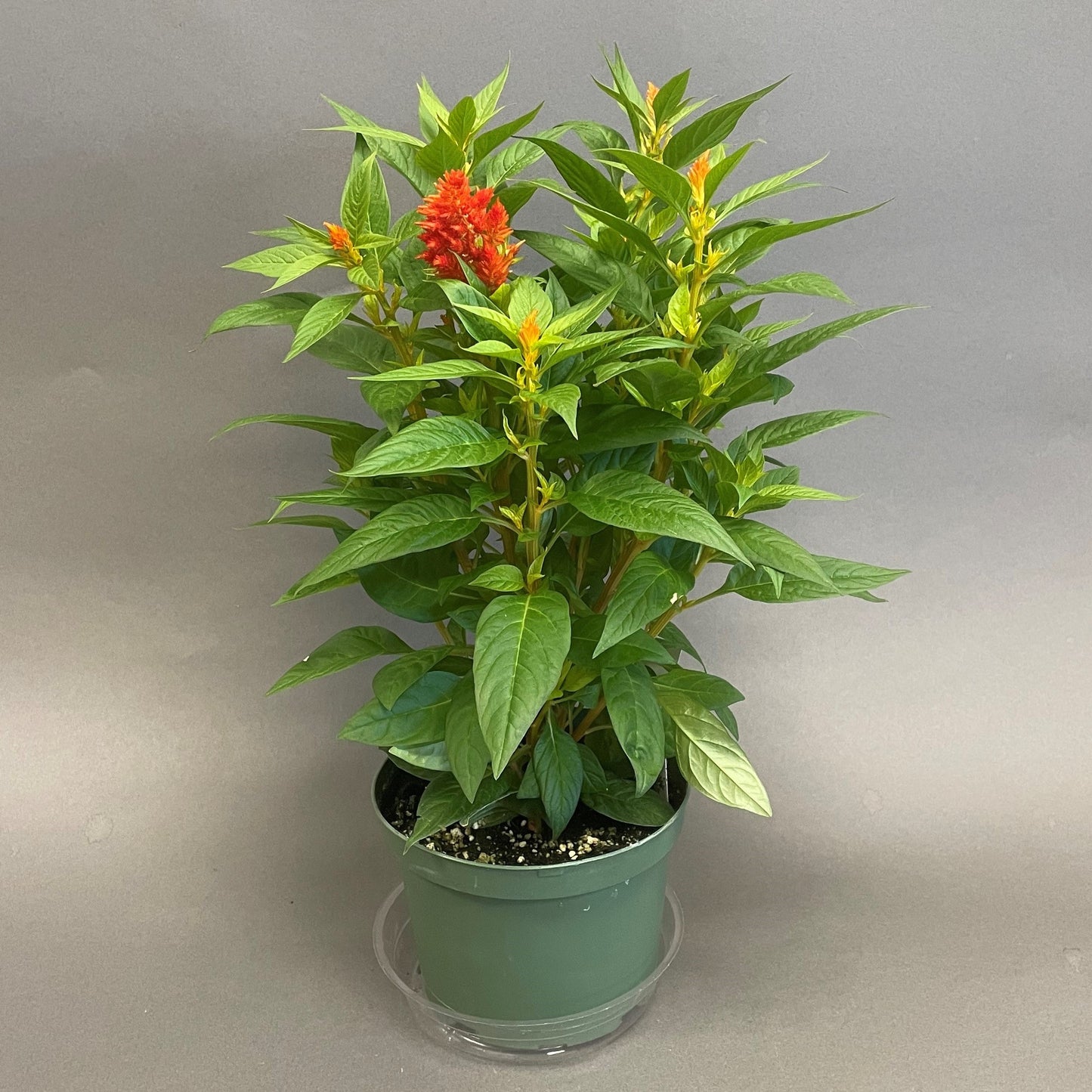 Fall Celosia 6" Pot Orange