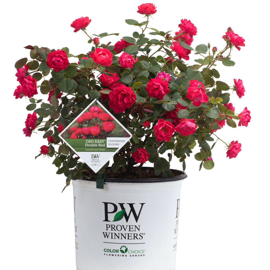Rose 'Oso Easy Double Red®'