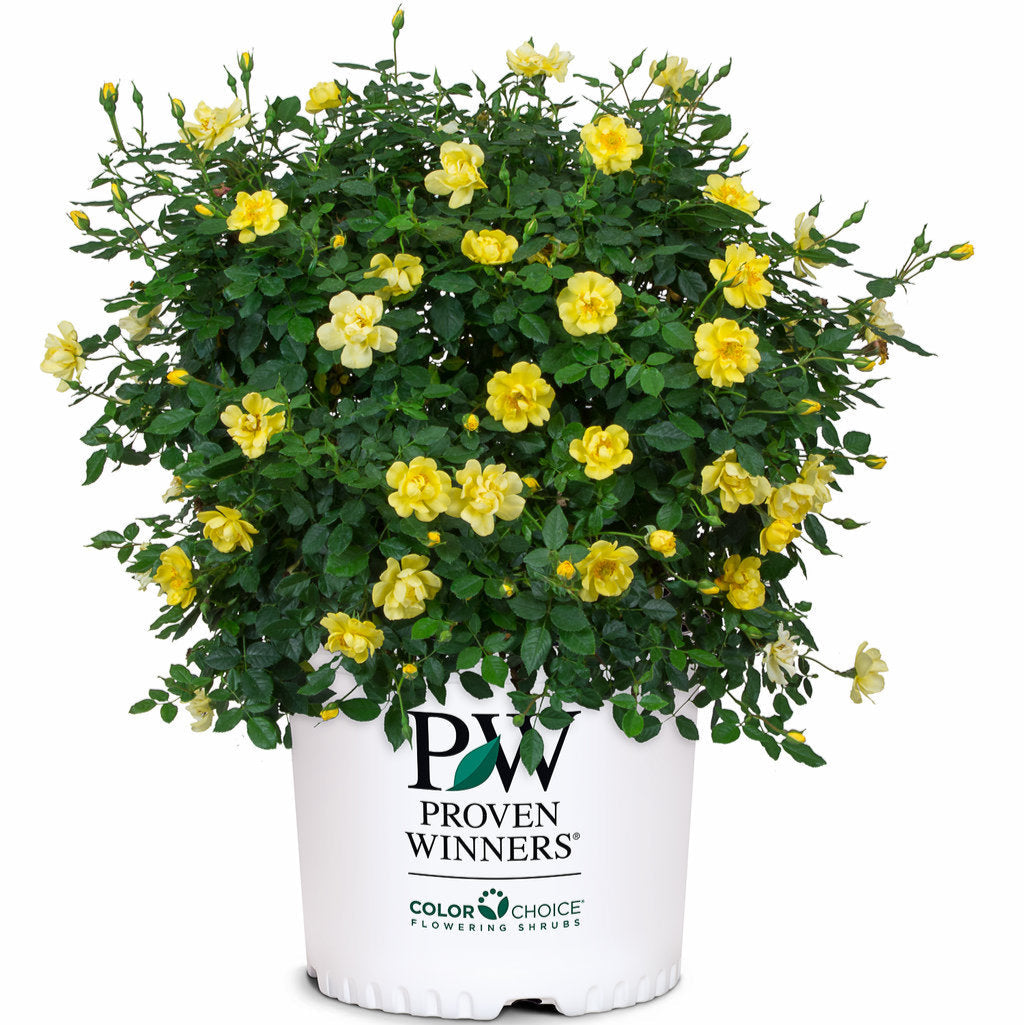 Rose 'Oso Easy Lemon Zest®'