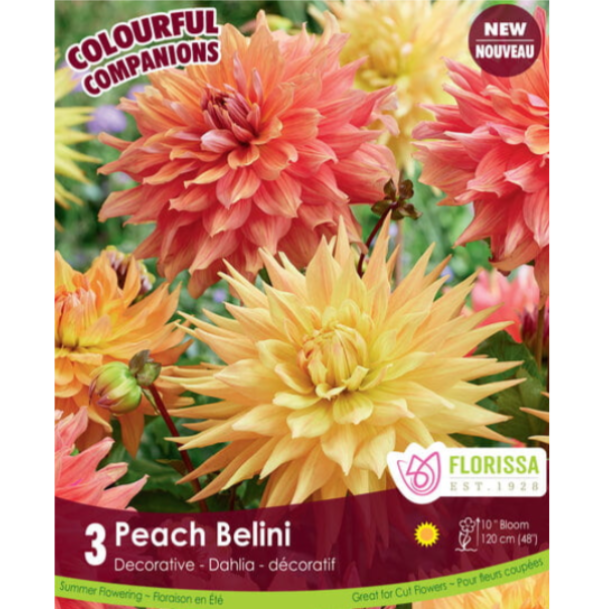Bulbs Colourful Companions Dahlia Peach Belini 3/Pkg.