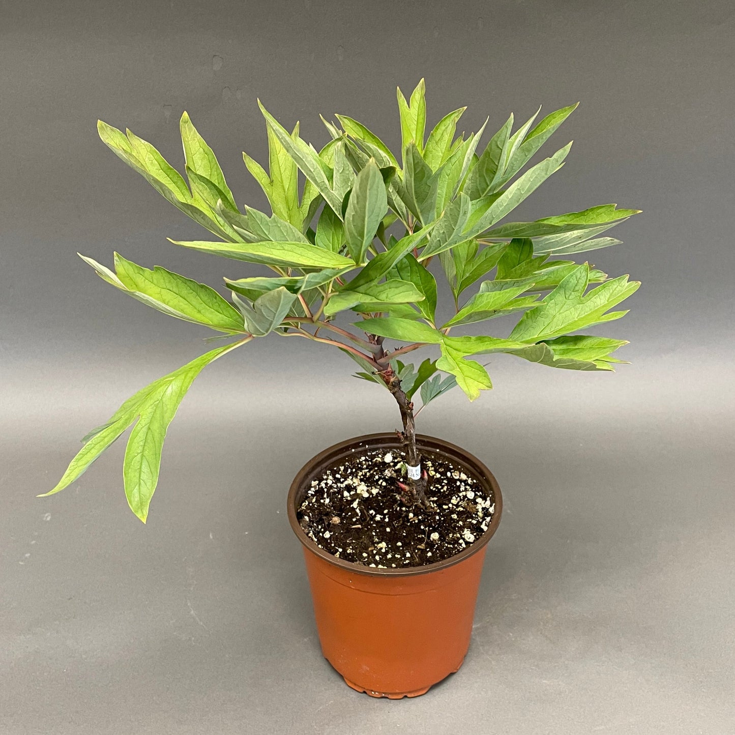 Peony Tree Yellow 1 gallon
