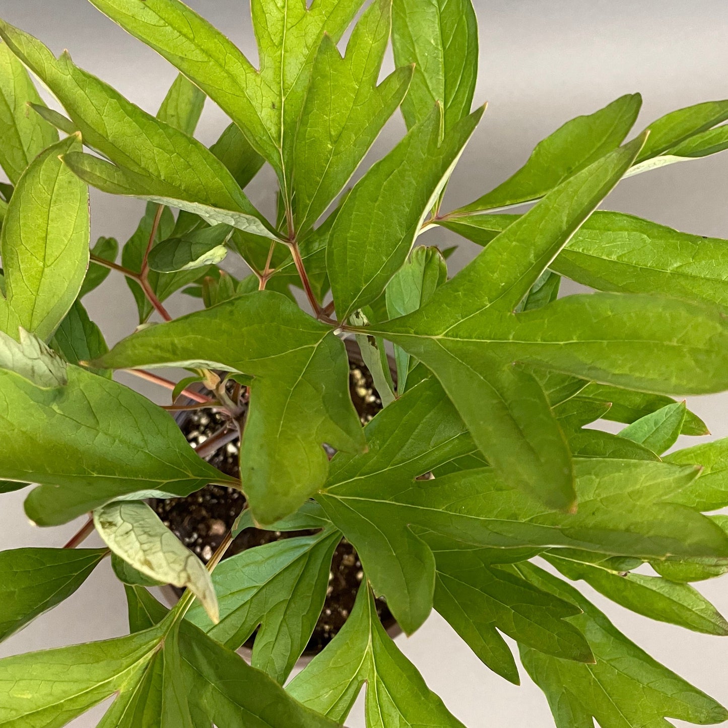 Peony Tree Yellow 1 gallon