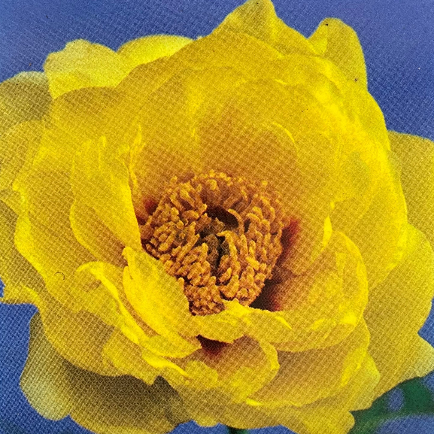 Peony Tree Yellow 1 gallon