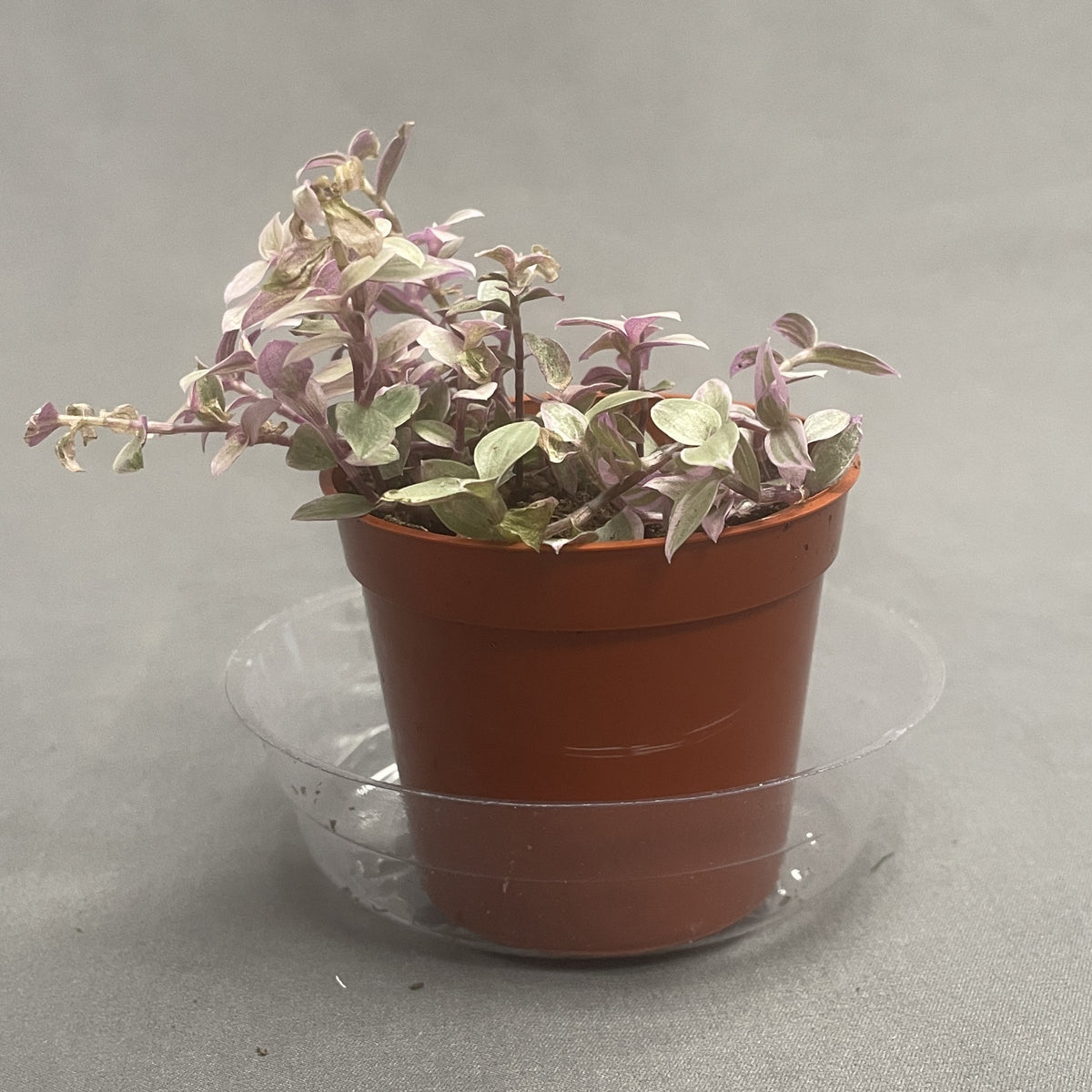 Callisia 'Pink Lady'
