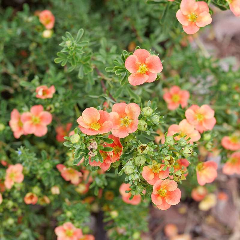 Potentilla 'Happy Face®'