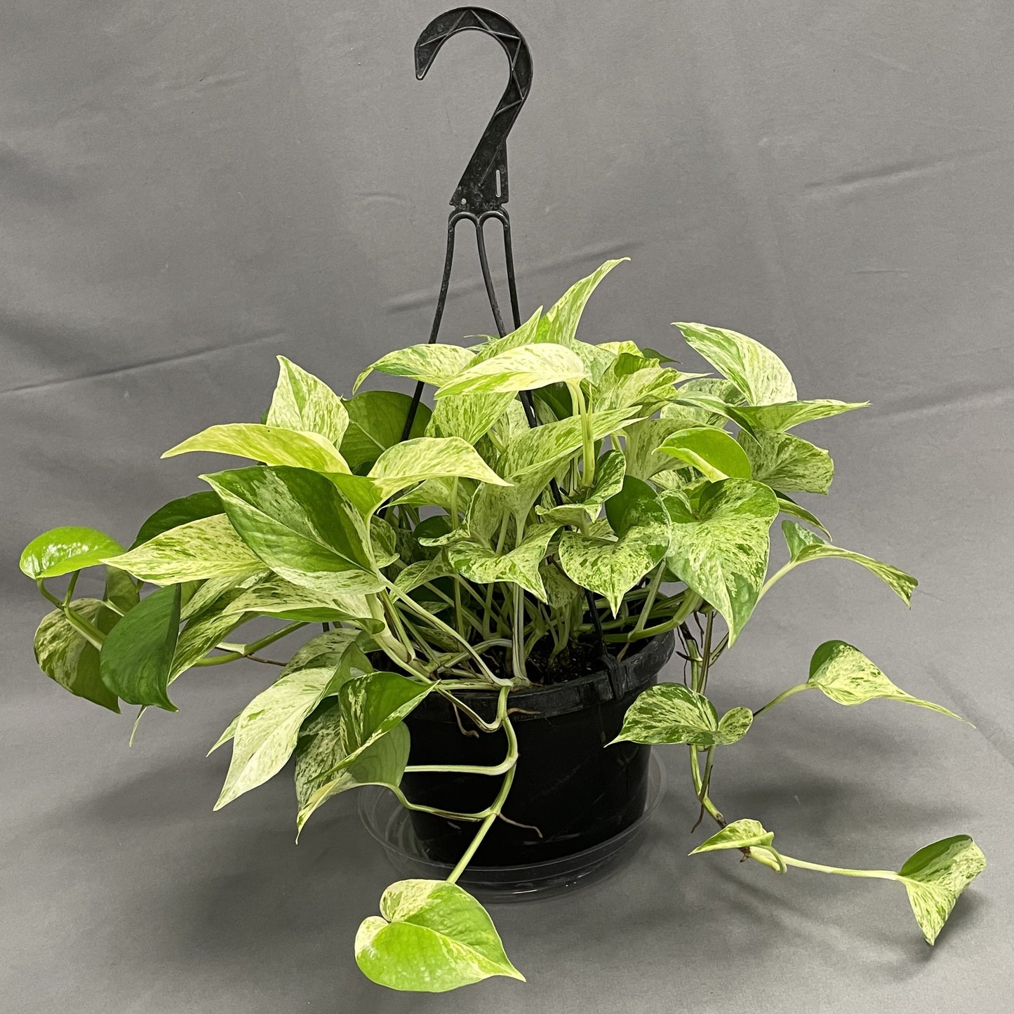 Pothos 'Marble Queen'