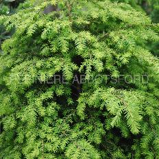 Hemlock 'Canadian'