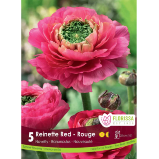 Ranunculus Reinette Red 5/Pkg