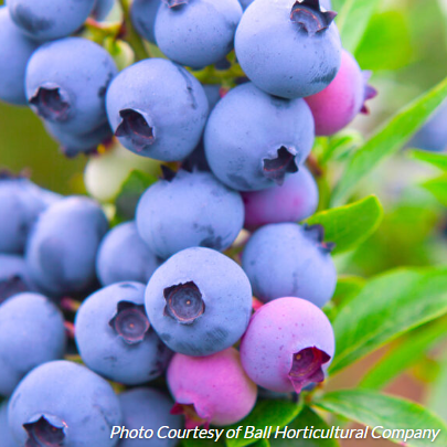 Blueberry Razz (Highbush Blueberry)