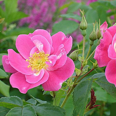 Rose 'William Baffin'