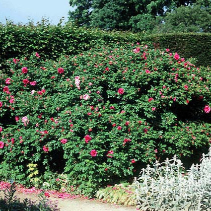 Rose ‘Hansa’