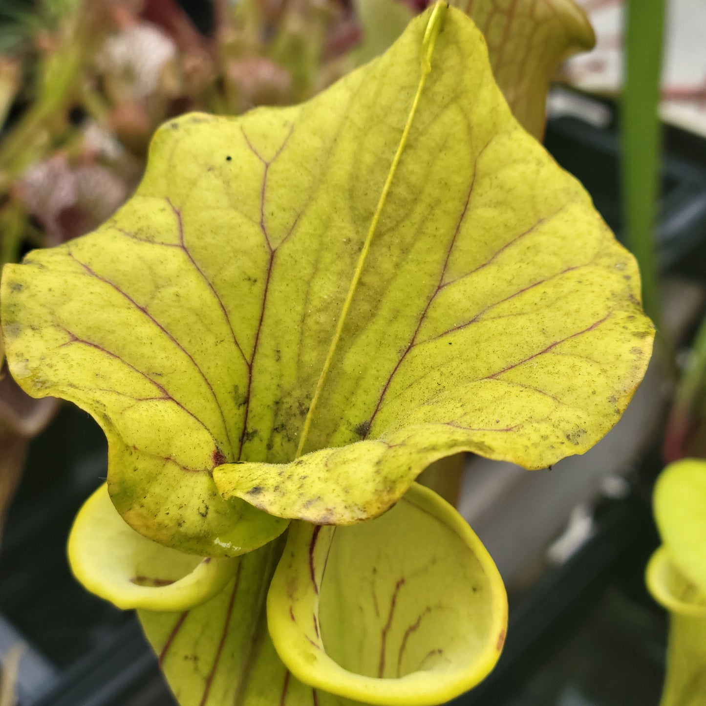 Sarracenia Assorted (Pitcher Plant)