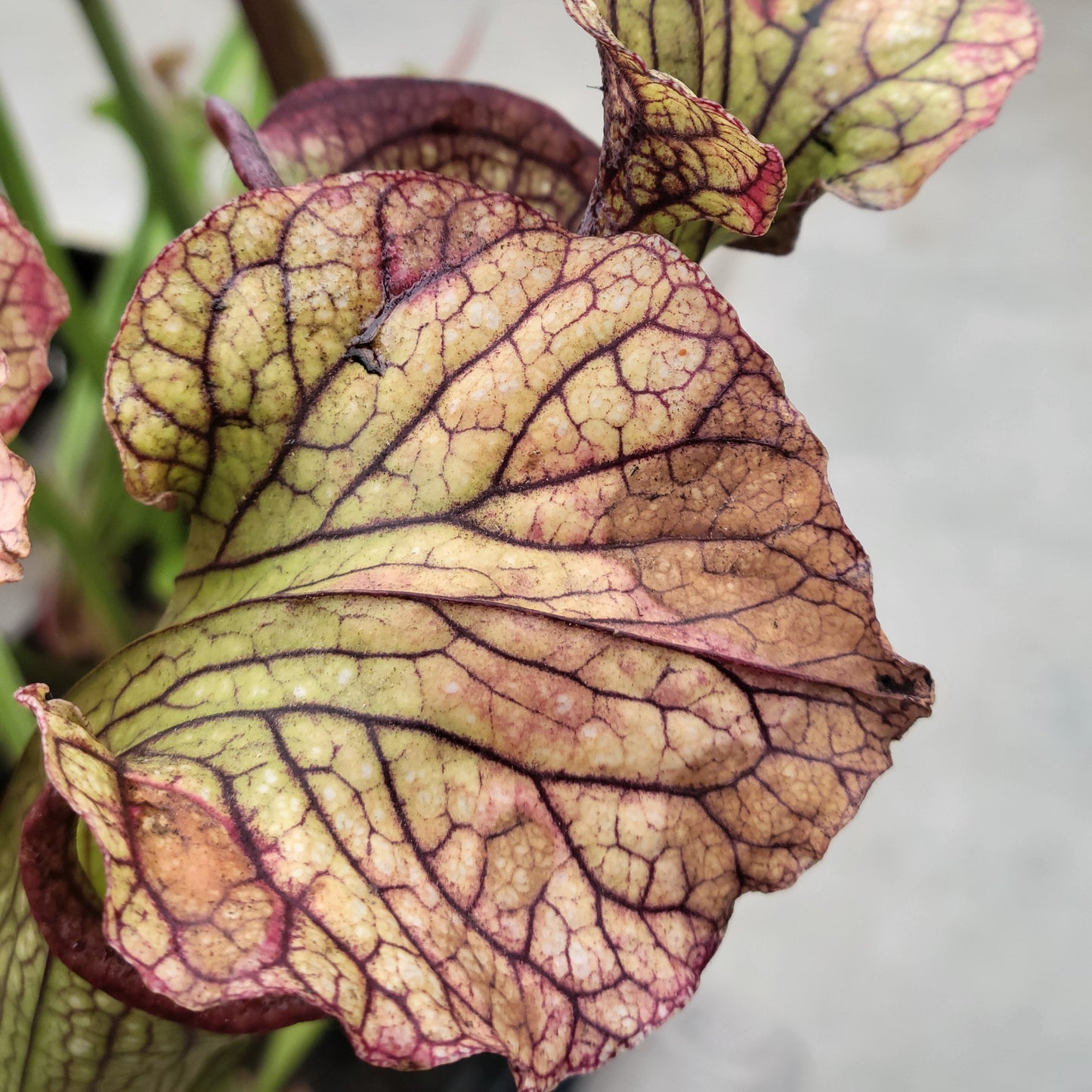 Sarracenia Assorted (Pitcher Plant)
