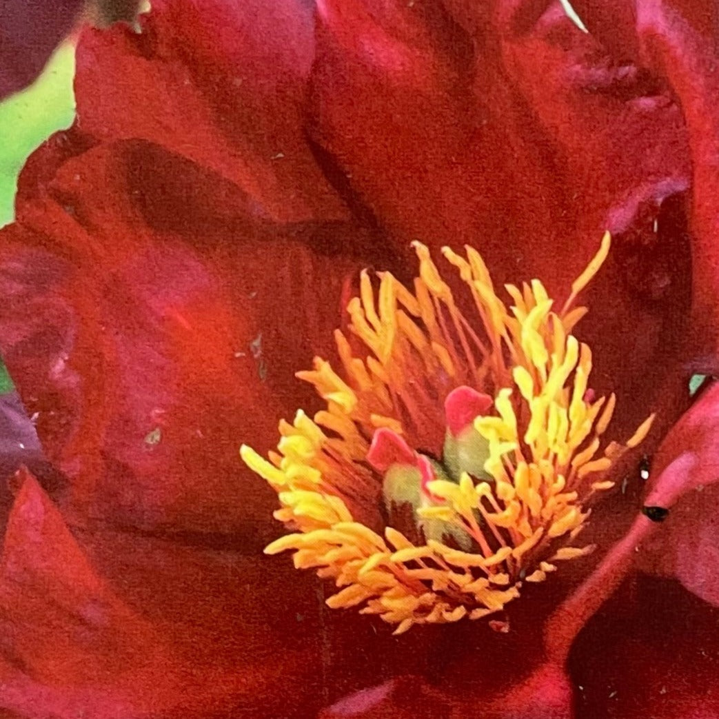 Peony Itoh Scarlet Heaven 1 gallon