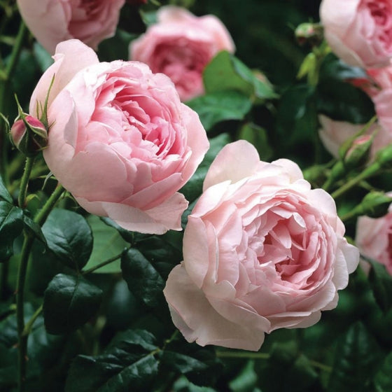 Rose 'Scepter'd Isle'