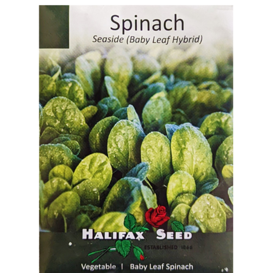 Halifax Seed Spinach Seaside Baby Leaf Hybrid Pkg.