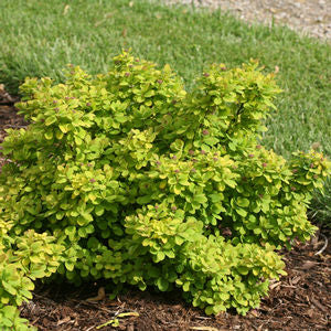 Spirea ‘Glow Girl’